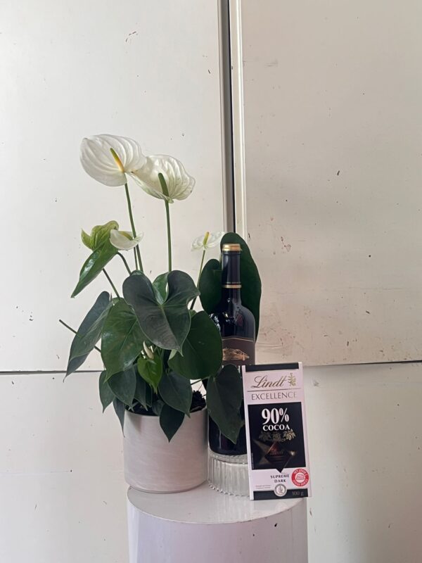 מארז עציץ ויין – עציץ אנטוריום