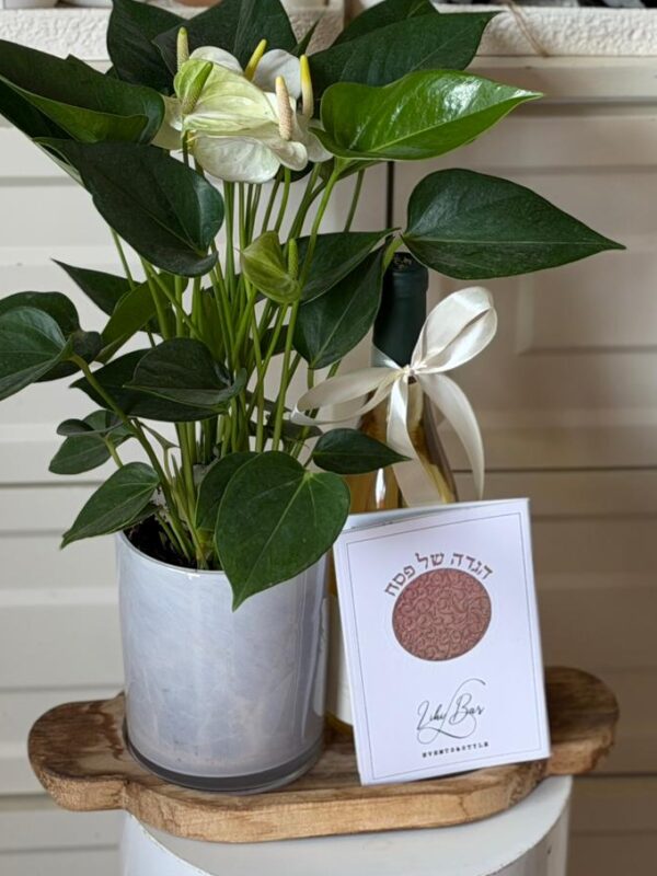 מארז עציץ אנטוריום ויין