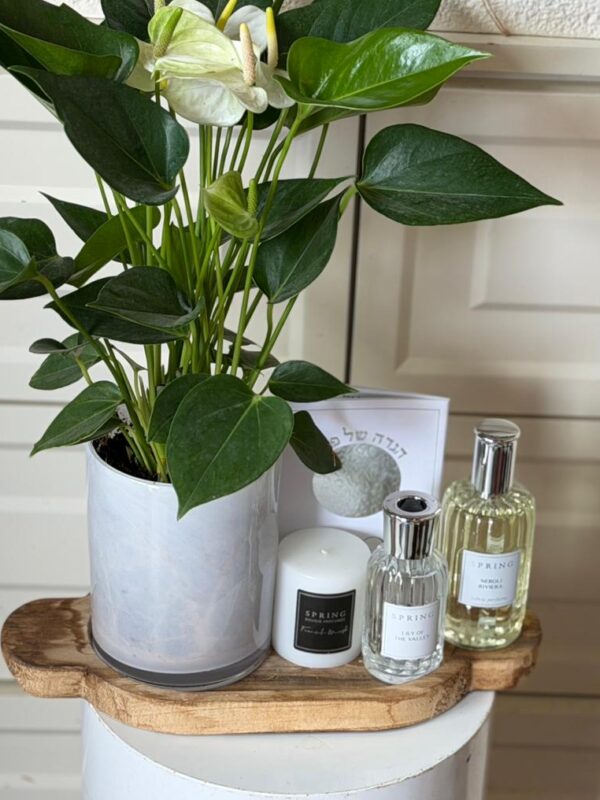 מארז לפסח עציץ אנטוריום ובישום אווירה