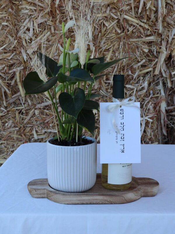 מארז עציץ אנטוריום ויין